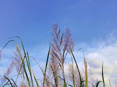 -上海吴淞炮台湾国家湿地公园