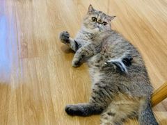 -滚猫咖啡·猫咖·猫友好撸猫(未来城店)