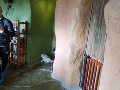 -猫猫幼稚园·撸猫·桌游·电玩