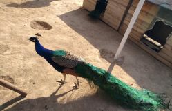 -萌宠亲子动物乐园(槐房万达店)