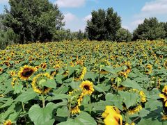 -长白岛森林公园