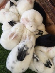 -萌宠亲子动物乐园(槐房万达店)