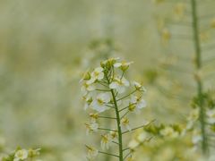 -中国天府农业博览园