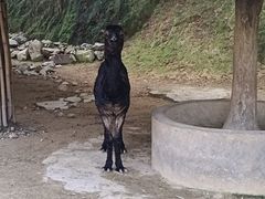 -泉州海丝野生动物世界