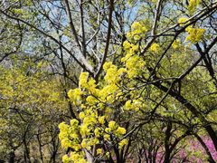 -国家植物园南园