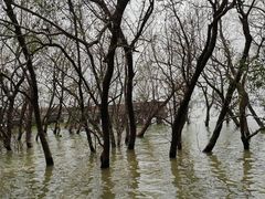 -宝安西湾红树林湿地公园
