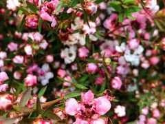 -双季花艺园艺市场(浦东店)