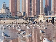 -栈桥景区
