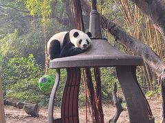 -广州长隆野生动物世界