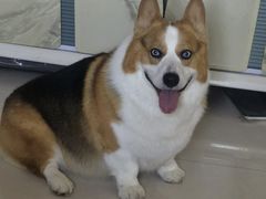 -宠福鑫康馨动物医院·骨科·眼科