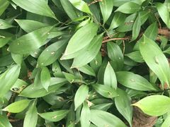 -墨尔本皇家植物园