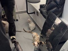 -琪喵猫屋·撸猫猫咖·猫舍