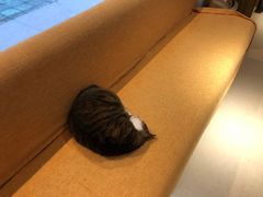 -御宝贝·A梦猫科宠物医院(国际猫友好医院)