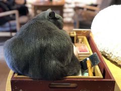 -猫咖时代(中山亭店)