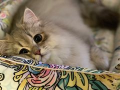 -猫大福·Fortune Cat猫舍(百子湾店)