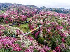 -贵州百里杜鹃风景名胜区