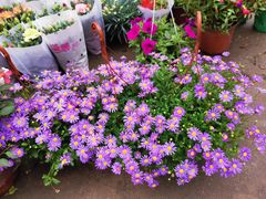 -桂林市花鸟市场