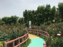 -百万葵园