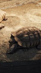 -Zoolung Zoolung动物主题公园(海信广场店)