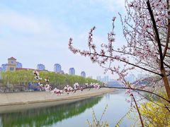 -桃花堤公园