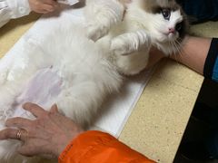 -安安宠医·安宠宠物医院