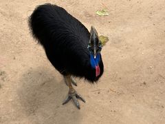 -西霞口神雕山野生动物世界