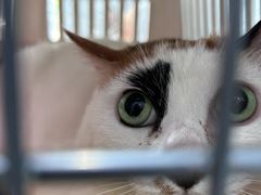 -纳吉亚猫专科动物诊疗中心(蒋宅口分院)