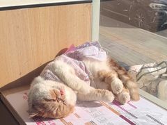-瑞派长江宠物医院·猫科·外科·24小时夜护(谊城公寓分院)