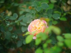 -人民公园(罗湖区)