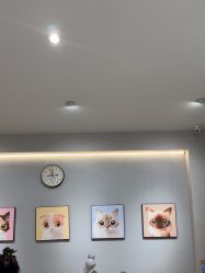 -洗脸猫·洗脸吧