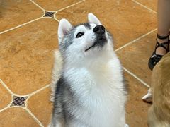 -柯斗斗主题餐厅·狗咖·围炉煮茶·茶饮(国瑞升平里店)