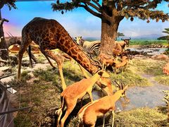 -国家自然博物馆