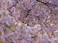 -上海辰山植物园
