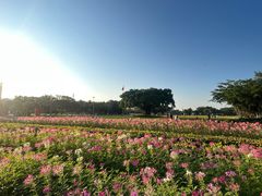 -万绿园