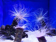 -上海海洋水族馆