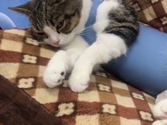 -顺强宠物诊所·狂犬免疫·夜诊·骨科(嘉定店)