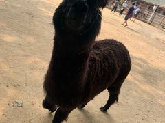 -北戴河集发农业梦想王国