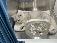 -动物缘宠物医院·骨科·猫科(西二环店)