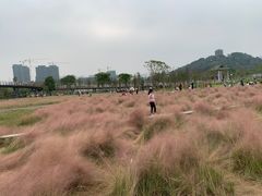 -王借岗森林公园