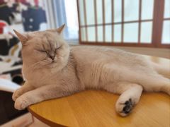 -Let's go狗咖·猫咖·奶狗·桌游(春熙路IFS店)