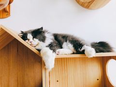 -Catmate·猫肥家润(金润铂宫店)