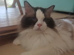 -猫在这儿猫咪咖啡馆·撸猫馆