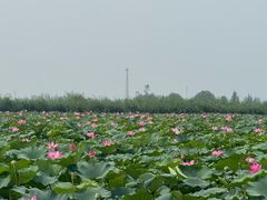-白洋淀景区