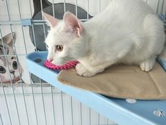 -宠物之家Pets Home 宠物寄养酒店