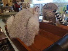 -猫色咖啡·猫咖