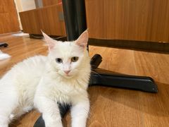 -有猫主题·治愈系猫咖(曾厝垵店)