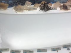 -贝壳梦幻世界
