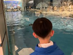 -帝企鹅自助餐厅•儿童岛•真企鹅(长隆企鹅酒店)