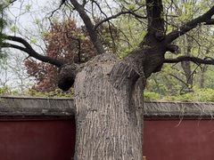 -天宁寺