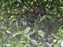 -都江堰中华大熊猫苑
